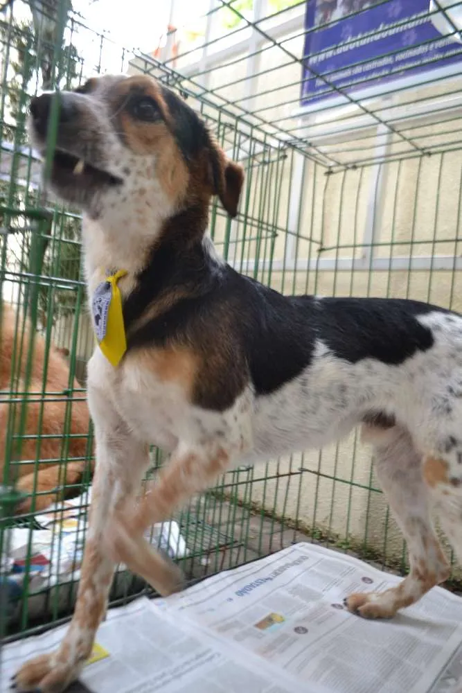 Cachorro ra a SRD idade 3 anos nome ALEX, pequeno prínc