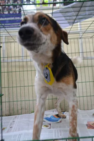 Cachorro raça SRD idade 3 anos nome ALEX, pequeno prínc