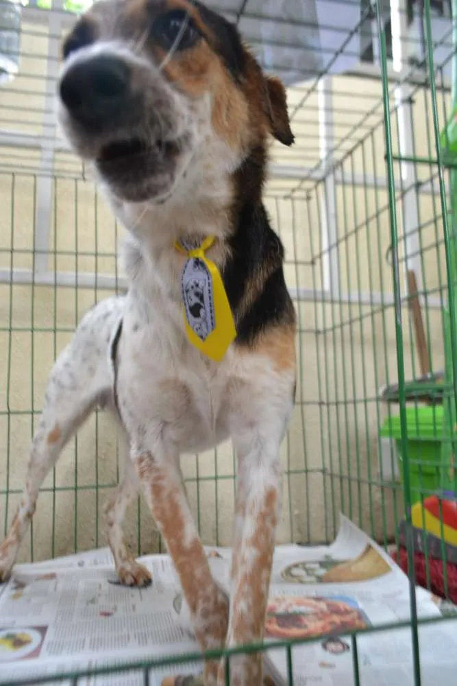Cachorro ra a SRD idade 3 anos nome ALEX, pequeno prínc