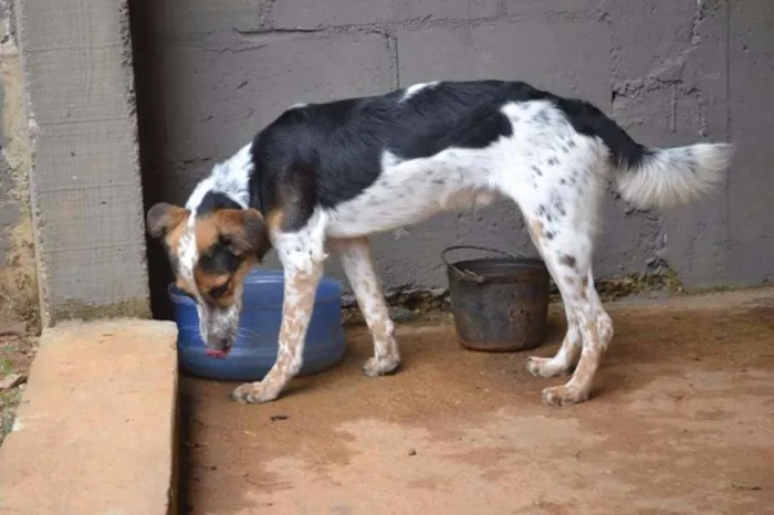 Cachorro ra a SRD idade 3 anos nome ALEX, pequeno prínc