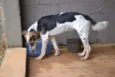 ALEX, pequeno prínc