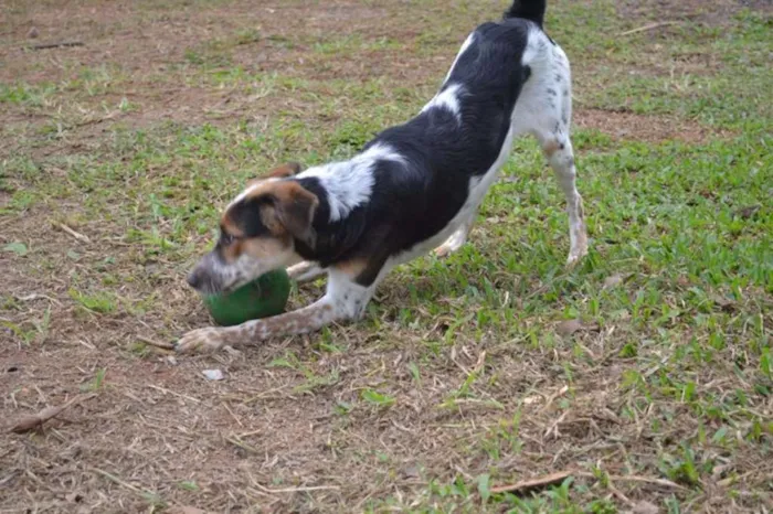 Cachorro ra a SRD idade 3 anos nome ALEX, pequeno prínc