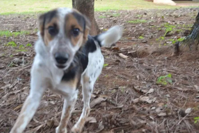 Cachorro ra a SRD idade 3 anos nome ALEX, pequeno prínc