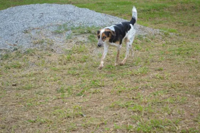 Cachorro ra a SRD idade 3 anos nome ALEX, pequeno prínc