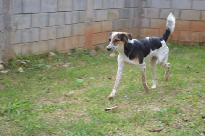 Cachorro ra a SRD idade 3 anos nome ALEX, pequeno prínc