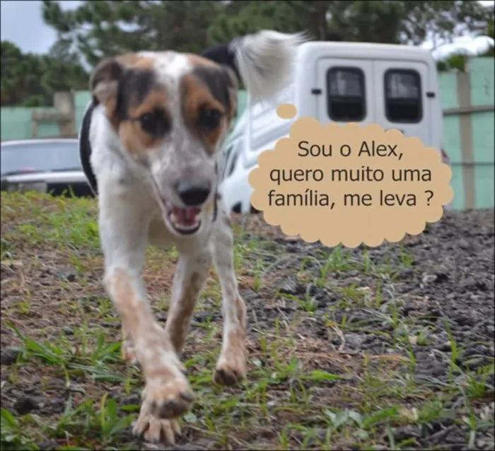 Cachorro ra a SRD idade 3 anos nome ALEX, pequeno prínc