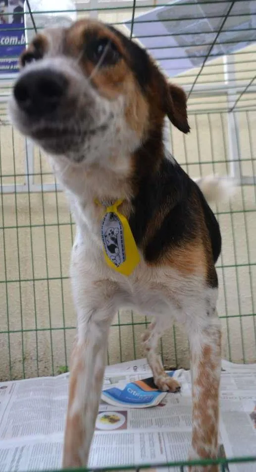 Cachorro ra a SRD idade 3 anos nome ALEX, pequeno prínc