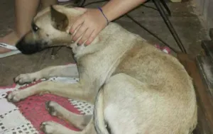 Cachorro raça SRD idade 1 ano nome Scarlet