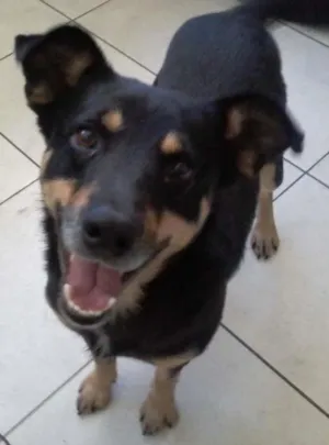 Cachorro raça SRD idade 2 anos nome Booth