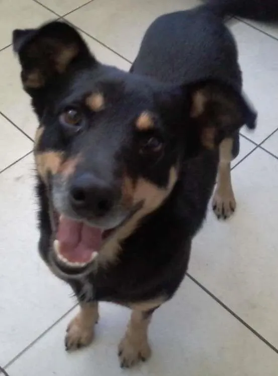 Cachorro ra a SRD idade 2 anos nome Booth