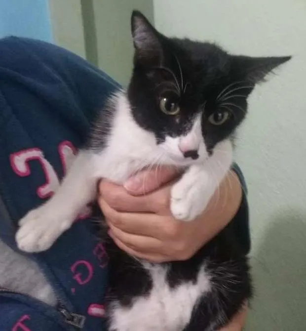 Gato ra a ND idade 2 a 6 meses nome Sofi 