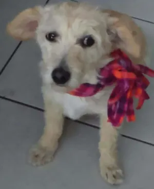 Cachorro raça mestiça idade 4 anos nome Meg