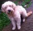 Cachorro raça Não sei idade 2 anos nome Não sei, achei ela 