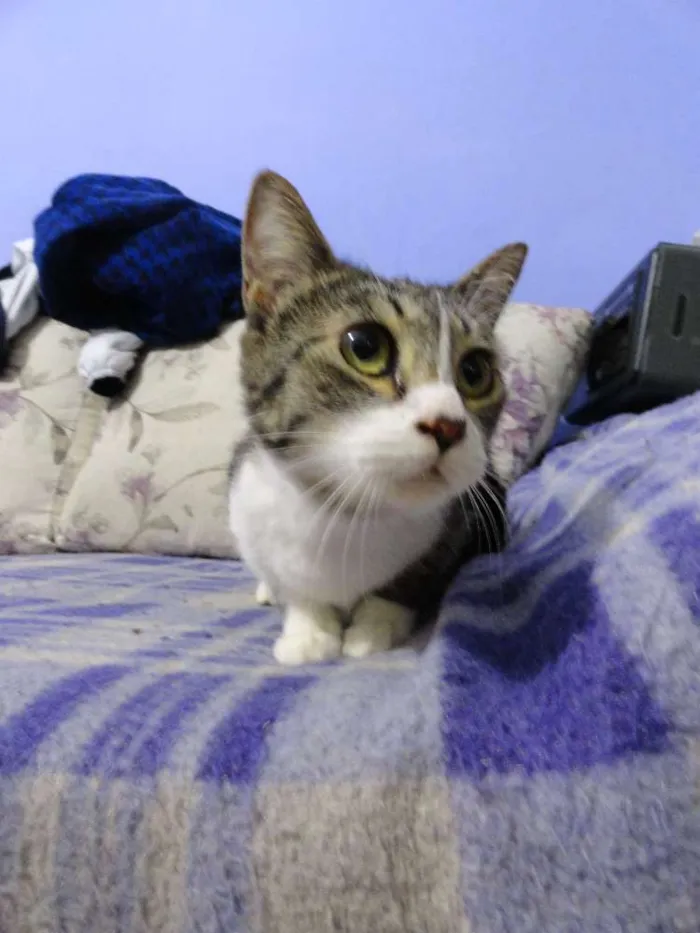 Gato ra a SRD idade 7 a 11 meses nome Giovanna