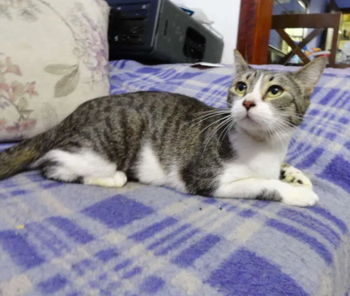 Gato ra a SRD idade 7 a 11 meses nome Giovanna