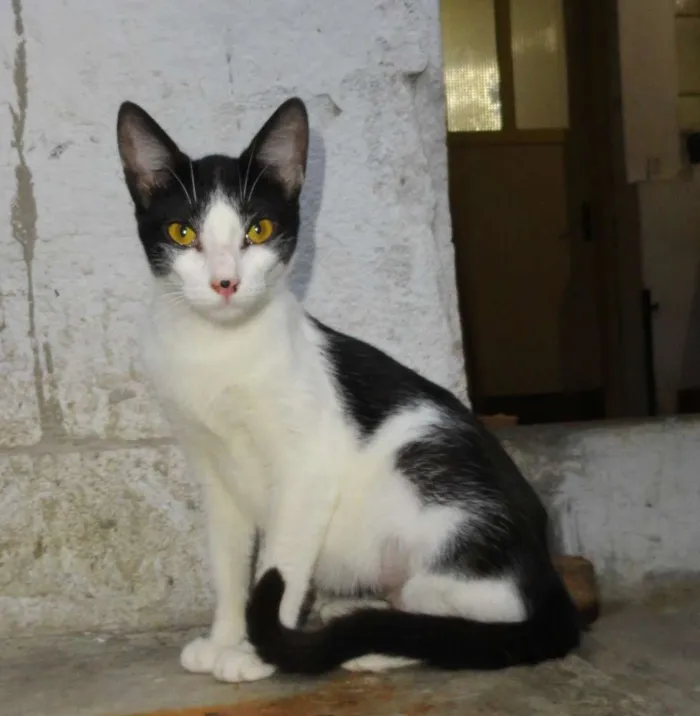 Gato ra a SRD idade 2 a 6 meses nome Princesa