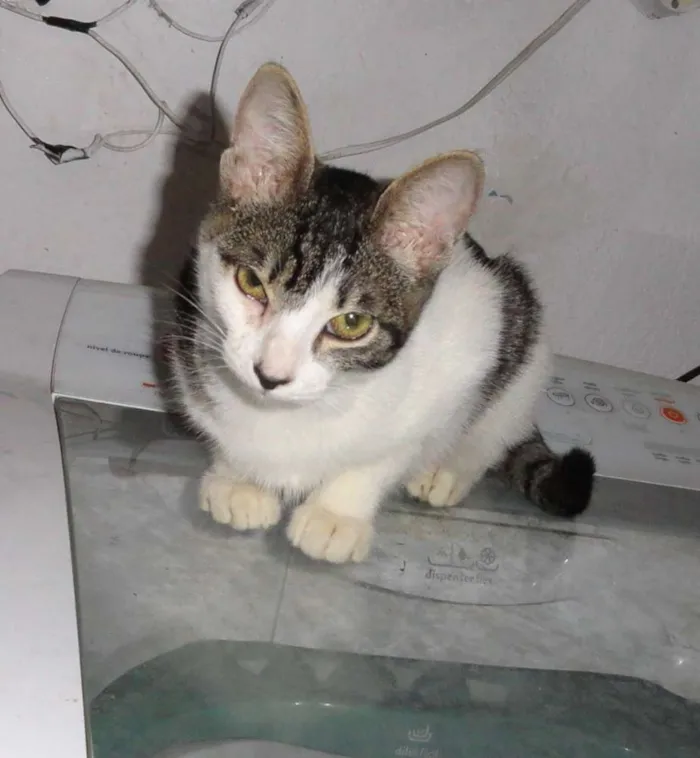 Gato ra a SRD idade 2 a 6 meses nome Bebel