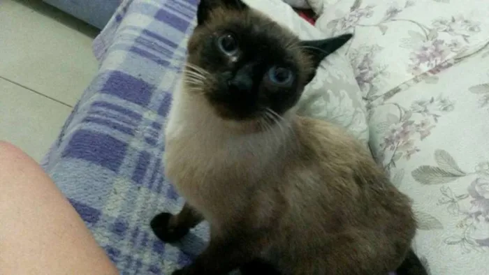 Gato ra a SRD idade 1 ano nome Brau