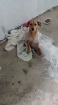 Brutus