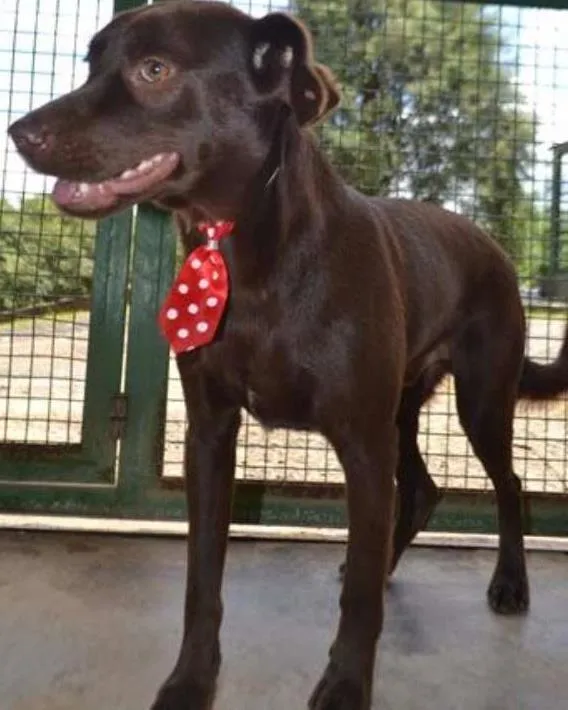 Cachorro ra a SRD idade 2 anos nome CHOCOLATE, fofo e l