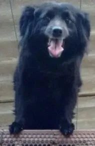 Cachorro raça Vila lata idade 3 anos nome Pretinha