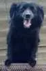 Cachorro raça Vila lata idade 3 anos nome Pretinha