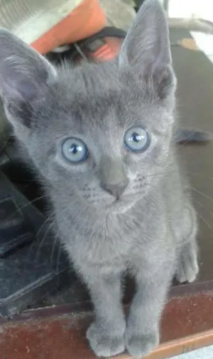 Gato raça SRD idade 2 a 6 meses nome POLENGUINHO