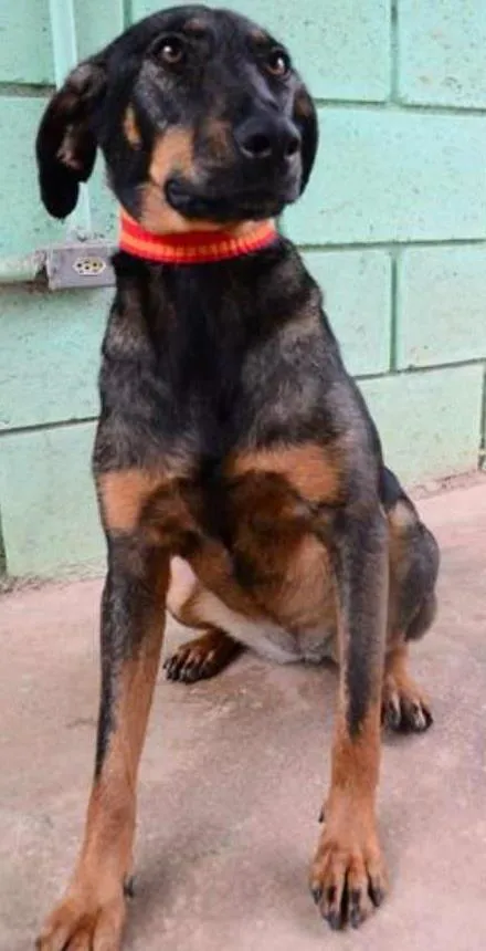 Cachorro ra a SRD idade 3 anos nome LILITH, doce e meiga!