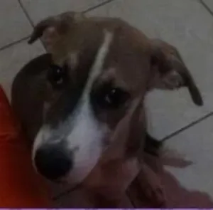Cachorro raça Misturada  idade 2 a 6 meses nome Mel 