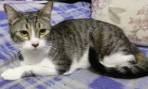Gato raça SRD idade 7 a 11 meses nome Giovanna