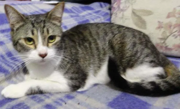 Gato ra a SRD idade 7 a 11 meses nome Giovanna