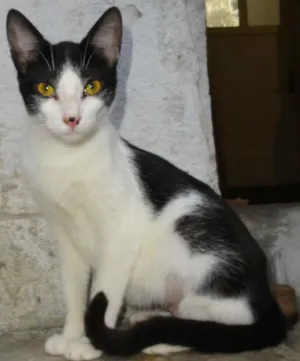 Gato raça SRD idade 2 a 6 meses nome Princesa