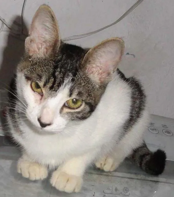 Gato ra a SRD idade 2 a 6 meses nome Bebel