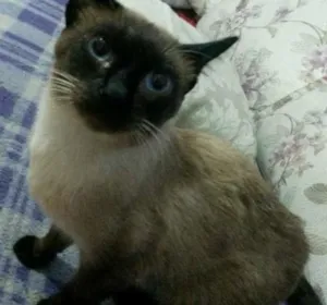 Gato raça SRD idade 1 ano nome Brau