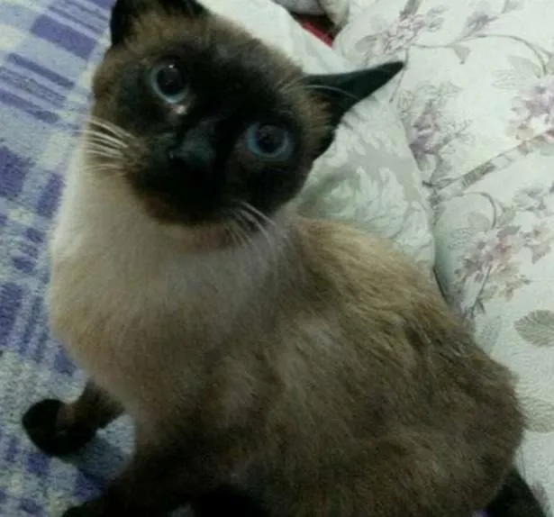 Gato ra a SRD idade 1 ano nome Brau