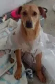 Brutus