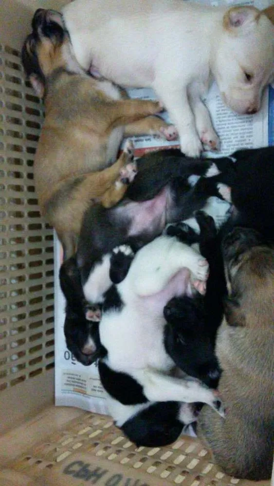 Cachorro ra a sem raça idade 2 anos nome medio
