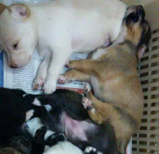 Cachorro ra a sem raça idade 2 anos nome medio