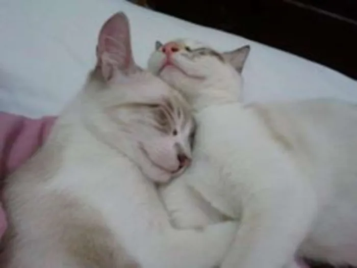 Gato ra a Sialatas (Siames com viralata) idade 2 anos nome Luna e Pietro