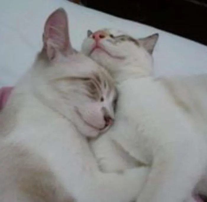 Gato ra a Sialatas (Siames com viralata) idade 2 anos nome Luna e Pietro