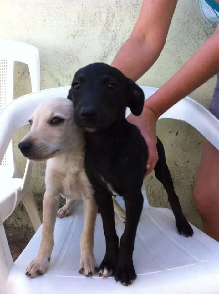 Cachorro ra a  idade 2 a 6 meses nome SEM NOME