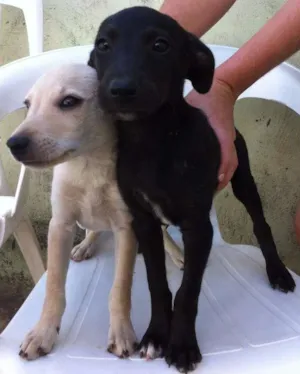 Cachorro raça  idade 2 a 6 meses nome SEM NOME