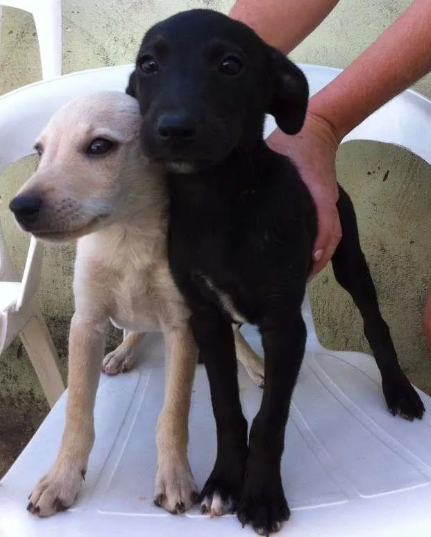 Cachorro ra a  idade 2 a 6 meses nome SEM NOME