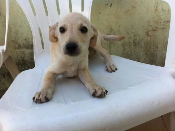 Cachorro ra a  idade 2 a 6 meses nome SEM NOME