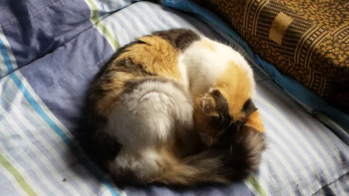 Gato raça Nao sei idade 2 a 6 meses nome Tigrinho/fofa/fofinha