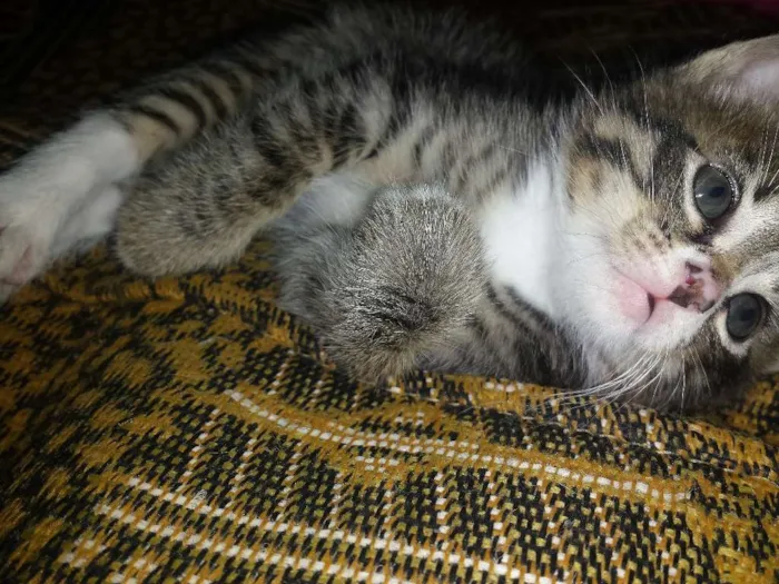 Gato raça Nao sei idade 2 a 6 meses nome Tigrinho/fofa/fofinha