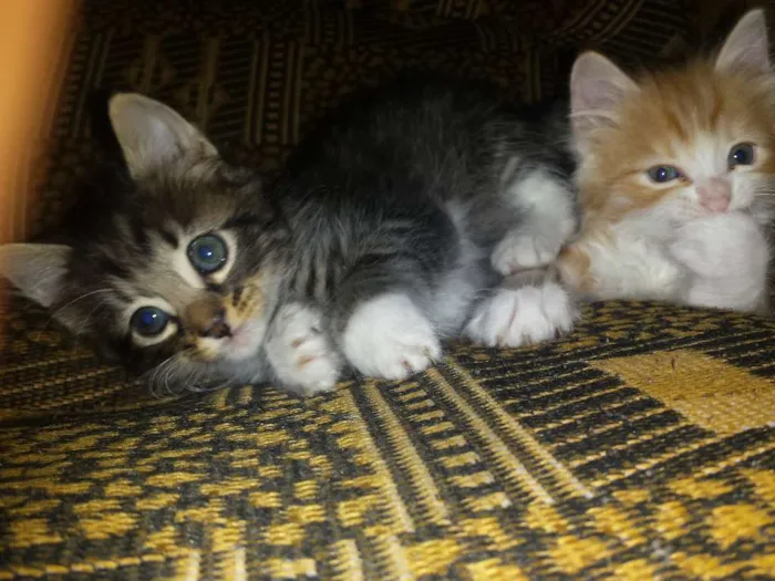 Gato raça Nao sei idade 2 a 6 meses nome Tigrinho/fofa/fofinha