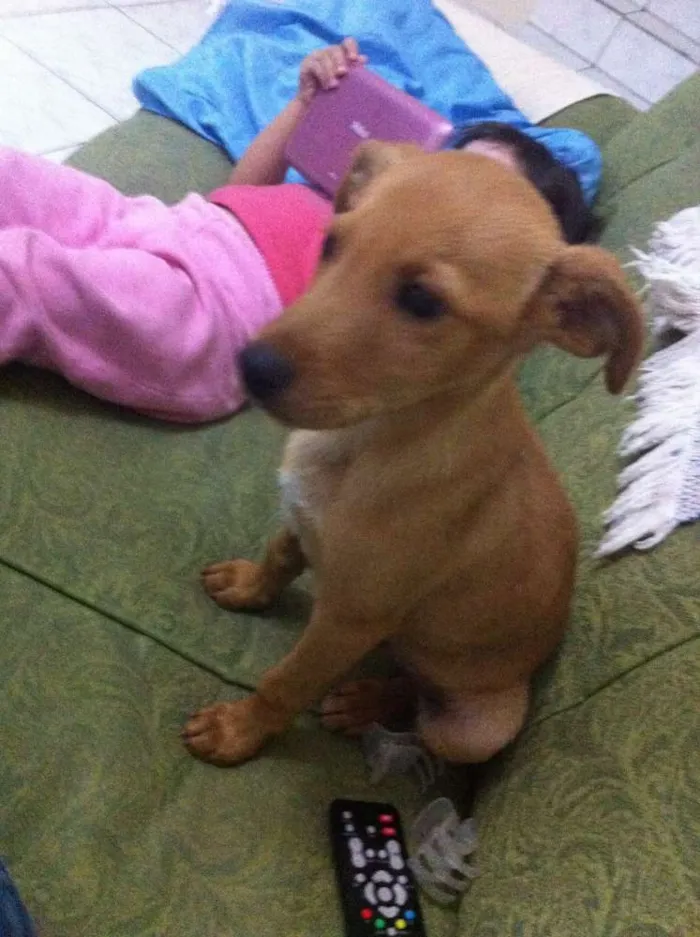 Cachorro ra a SRD idade 2 a 6 meses nome Spok