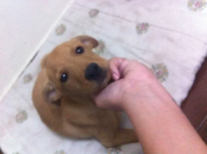 Cachorro ra a SRD idade 2 a 6 meses nome Spok