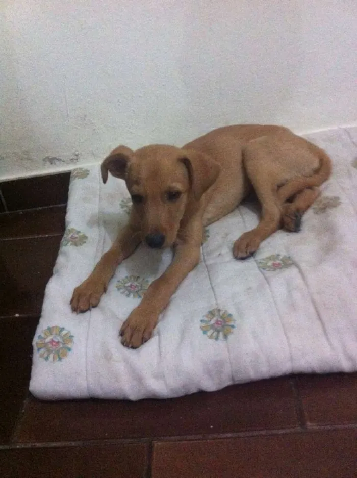 Cachorro ra a SRD idade 2 a 6 meses nome Spok
